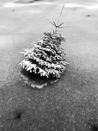 High angle view of tree during winter