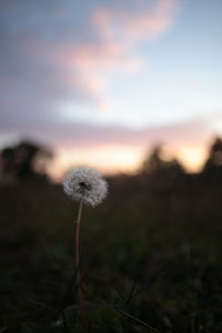 Close-up of dandelion on field against sky during sunset