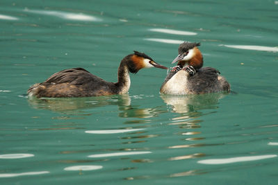 Family of great crested grebes swimming in lake