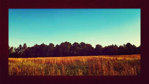 Scenic view of field against clear sky