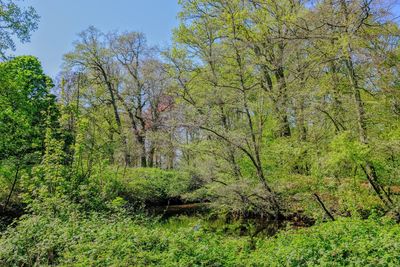 Trees and plants growing on land