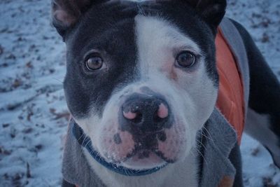 Close-up portrait of dog during winter