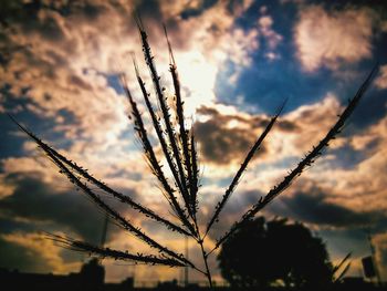 Low angle view of plants against sky