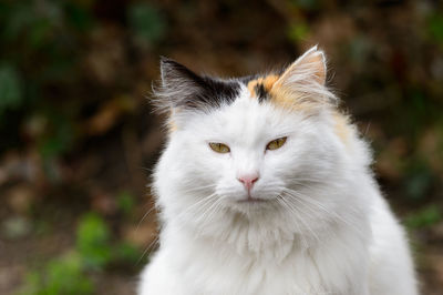 Close-up portrait of cat