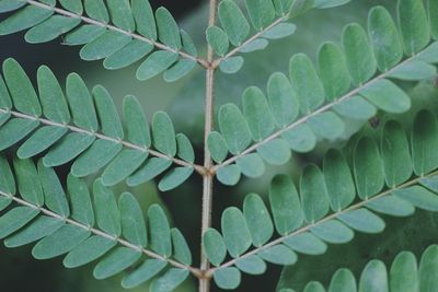 Close-up of plant