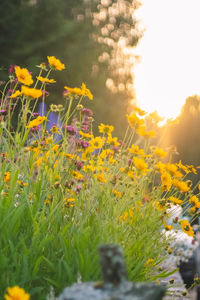 Yellow flowering plants on field against bright sun