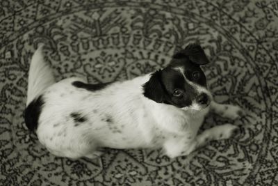 High angle portrait of dog