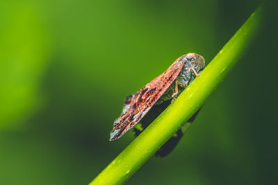 Close up a orange leafhopper perched on green grass and blurred background, thailand.