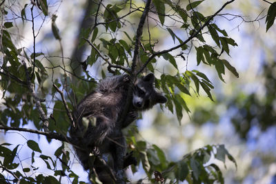 Raccoon procyon lotor looking for a way down from the safety of a tree