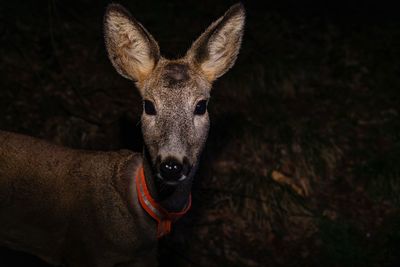 Portrait of deer standing outdoors