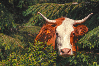 Portrait of cow