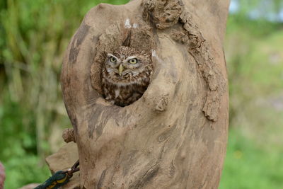 Close-up of an animal skull on tree trunk