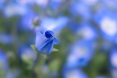 Close-up of blue flower