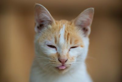 Close-up portrait of a cat