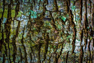 Full frame shot of tree trunk