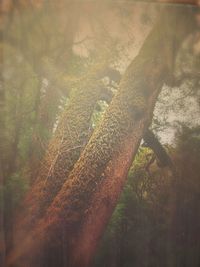 View of tree trunk in forest