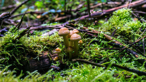Close-up of mushroom on grass