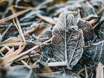 Close-up of dry twig during winter