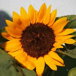 Close-up of sunflower blooming outdoors