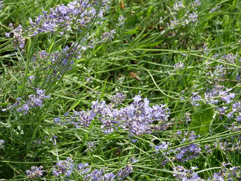 Close-up of purple flowers blooming in field