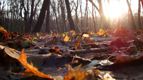 Sun shining through trees