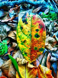 Close-up of leaves