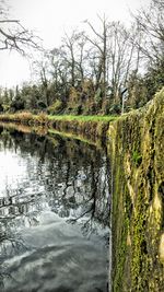 Reflection of trees in lake