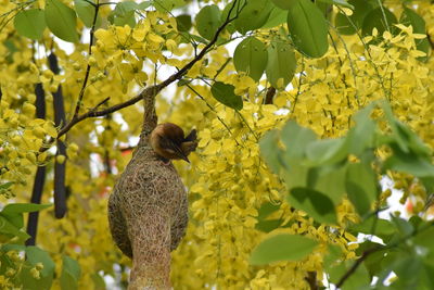 Low angle view of bird on branch