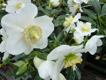 Close-up of white flowers blooming outdoors