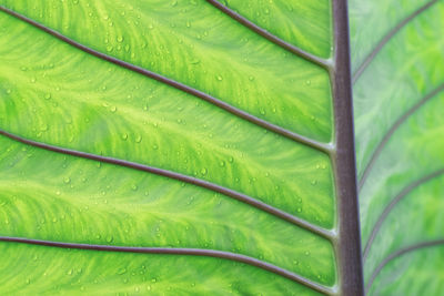 Full frame shot of wet leaf