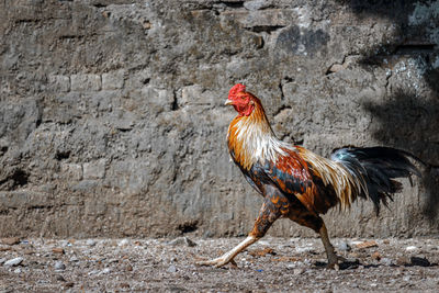 Side view of a rooster