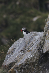 Side view of bird perching on rock