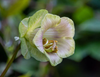 Close-up of flowering plant