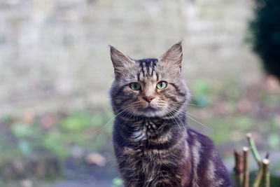 Close-up portrait of tabby cat