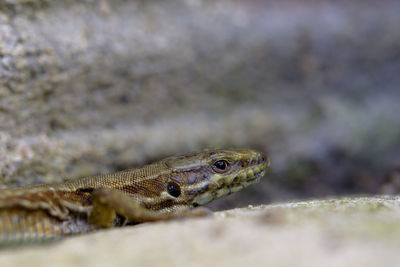 Close-up of lizard on rock
