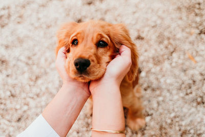 Portrait of puppy on hand holding dog