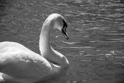 Close-up of swan swimming in lake