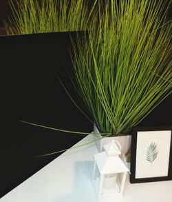 High angle view of palm leaf on table