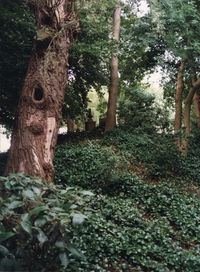 Trees growing in forest