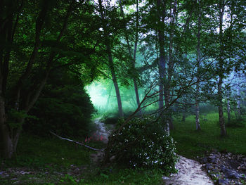 Trees growing in forest