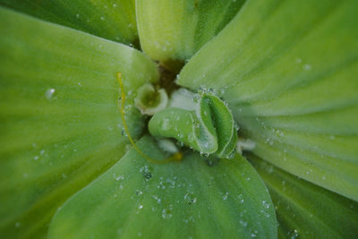 Macro shot of water drops on plant leaves