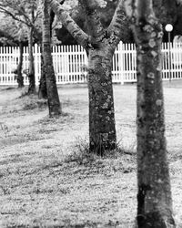 View of tree trunk