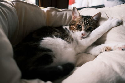 Cat lying on bed at home