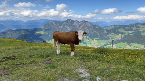 Cow standing in a field in the mountains