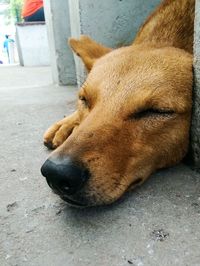 Close-up of a cat sleeping