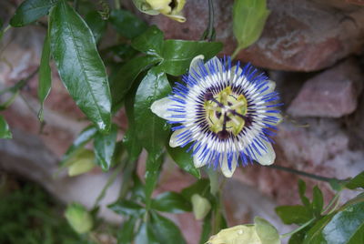 Close-up of purple flowering plant