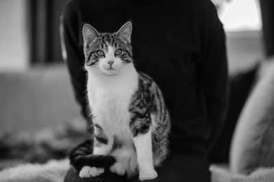 Portrait of cat sitting at home