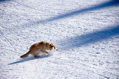 Dog lying on snow