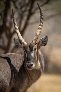Close-up of male common waterbuck twisting head