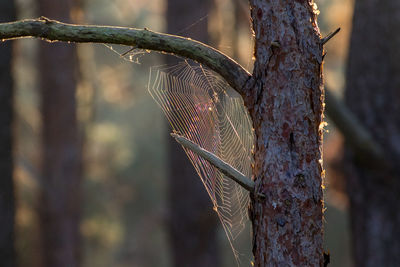 Close-up of spider web on tree trunk in forest